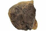 Fossil Dinosaur Bone Section - Wyoming #233820-1